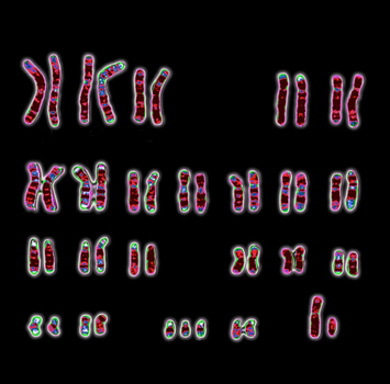 Chromosomes